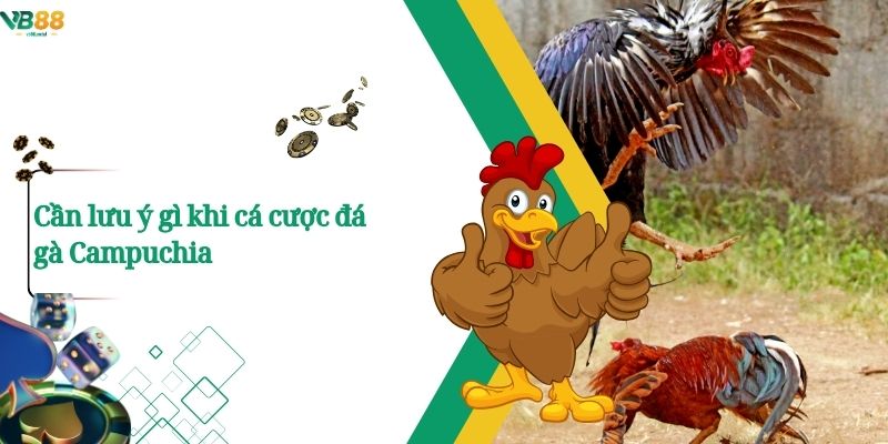 Cần lưu ý gì khi cá cược đá gà Campuchia