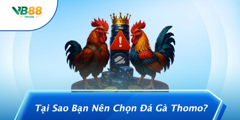 Tại Sao Bạn Nên Chọn Đá Gà Thomo?
